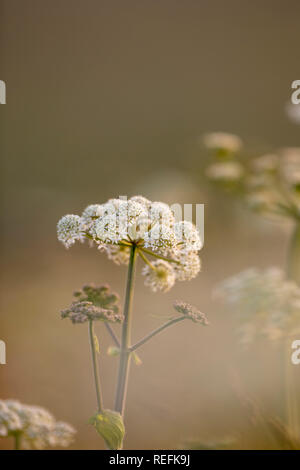 Berce du Caucase, Heracleum mantegazzianum ; fleurs ; Cornwall, UK Banque D'Images