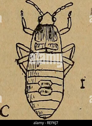 . Insectes nuisibles communs du Kansas. Les insectes nuisibles. . Veuillez noter que ces images sont extraites de la page numérisée des images qui peuvent avoir été retouchées numériquement pour plus de lisibilité - coloration et l'aspect de ces illustrations ne peut pas parfaitement ressembler à l'œuvre originale.. Kellogg, Vernon L. (Vernon Lyman), 1867-1937 ; Kansas. L'université. Dept. of Entomology. [From old catalog]. [Lawrence, Kan. ] L'université Banque D'Images