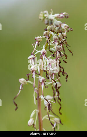 Orchidée, Himantoglossum hircinum floraison ; ; ; Royaume-Uni Cambridgeshire Banque D'Images