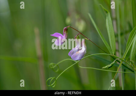 Pea Lathyrus palustris Marsh ; ; ; floraison Cambridgeshire, Royaume-Uni Banque D'Images