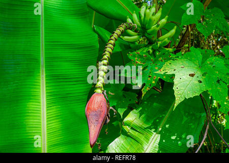 Bananier fleur qui s'épanouit en Malaisie. Fleur de banane et fruits pas mûrs sur l'arbre Banque D'Images