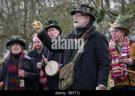 Glastonbury, Royaume-Uni. 12Th jan 2019. Wassailing dans Glastonbury Abbey orchard par l'Ordre des bardes, Ovates et Druides. Crédit : Guy Josse/Alamy Live News Banque D'Images