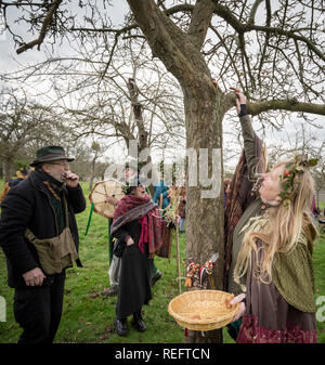 Glastonbury, Royaume-Uni. 12Th jan 2019. Wassailing dans Glastonbury Abbey orchard par l'Ordre des bardes, Ovates et Druides. Crédit : Guy Josse/Alamy Live News Banque D'Images