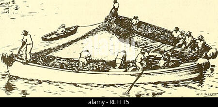 . Examen de la pêche commerciale. La pêche, le commerce du poisson. L'ALOSE LES SENNEURS. Veuillez noter que ces images sont extraites de la page numérisée des images qui peuvent avoir été retouchées numériquement pour plus de lisibilité - coloration et l'aspect de ces illustrations ne peut pas parfaitement ressembler à l'œuvre originale.. United States. National Marine Fisheries Service, U.S. Fish and Wildlife Service, United States. Bureau des pêches Commericial. [Washington] : National Marine Fisheries Service ; [pour la vente par le surint. De Docs. , États-unis Govt. L'impression. L'arrêt. ] Banque D'Images