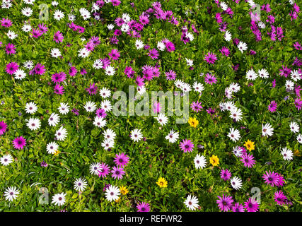 Flower power Banque D'Images