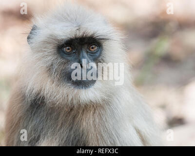 Gray Langur dans le parc national de Ranthambore au Rajasthan, Inde Banque D'Images