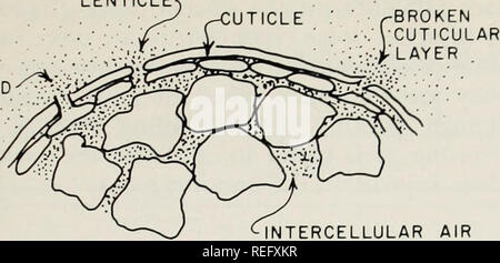 . Refroidissement commercial des fruits et légumes. Les fruits, fruits, légumes. LENTICLE OU de stomates. AR WOUN ESPACE D'AIR SATURÉ DE VAPEUR D'EAU Fig. 5. Schéma de l'itinéraire commun de la perte d'eau dans les produits frais. Cuticule est une couverture cireuse naturels trouvés sur certains fruits et légumes. le produit. La vapeur d'eau peut alors se déplacer à l'extérieur de l'atmosphère par le biais de tiges ou lenticles, cicatrices de la tige, par l'intermédiaire d'une zone lésée, ou directement à travers la cuticule (fig. 6). Vapeur d'eau va laisser produire directement en pro- portion de la différence entre sa concentration interne et celle de l'at- Banque D'Images
