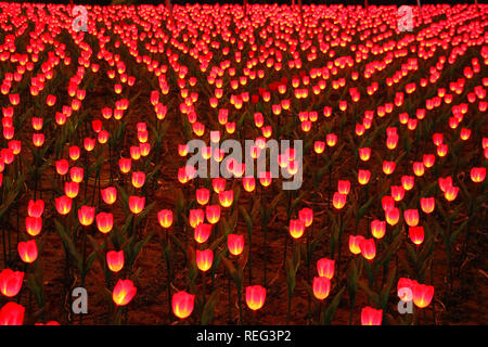 Rongcheng, Chine. 21 Jan, 2019. Des milliers de lampes en forme de tulipe peut être vu dans la Chine orientale Rongcheng La province de Shandong. Crédit : SIPA Asie/ZUMA/Alamy Fil Live News Banque D'Images