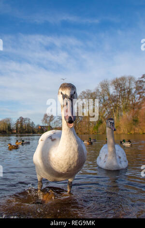 Kidderminster, UK. 22 janvier, 2019. Météo France : après le démarrage précoce très froide, le glorieux matin soleil ici est une très bonne vue pour la faune dans le Worcestershire. Credit : Lee Hudson/Alamy Live News Banque D'Images