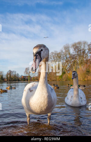 Kidderminster, UK. 22 janvier, 2019. Météo France : après le démarrage précoce très froide, le glorieux matin soleil ici est une très bonne vue pour la faune dans le Worcestershire. Credit : Lee Hudson/Alamy Live News Banque D'Images