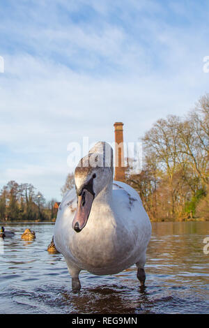 Kidderminster, UK. 22 janvier, 2019. Météo France : après le démarrage précoce très froide, le glorieux matin soleil ici est une très bonne vue pour la faune dans le Worcestershire. Credit : Lee Hudson/Alamy Live News Banque D'Images