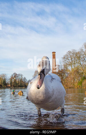 Kidderminster, UK. 22 janvier, 2019. Météo France : après le démarrage précoce très froide, le glorieux matin soleil ici est une très bonne vue pour la faune dans le Worcestershire. Credit : Lee Hudson/Alamy Live News Banque D'Images