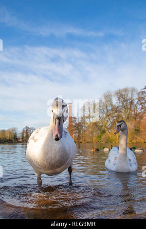 Kidderminster, UK. 22 janvier, 2019. Météo France : après le démarrage précoce très froide, le glorieux matin soleil ici est une très bonne vue pour la faune dans le Worcestershire. Credit : Lee Hudson/Alamy Live News Banque D'Images