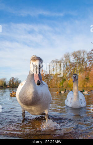 Kidderminster, UK. 22 janvier, 2019. Météo France : après le démarrage précoce très froide, le glorieux matin soleil ici est une très bonne vue pour la faune dans le Worcestershire. Credit : Lee Hudson/Alamy Live News Banque D'Images