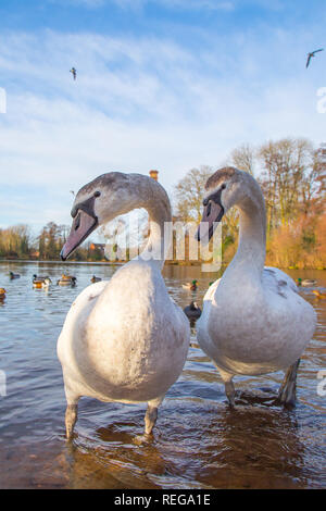 Kidderminster, UK. 22 janvier, 2019. Météo France : après le démarrage précoce très froide, le glorieux matin soleil ici est une très bonne vue pour la faune dans le Worcestershire. Credit : Lee Hudson/Alamy Live News Banque D'Images