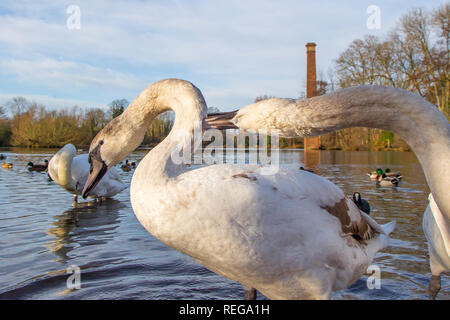 Kidderminster, UK. 22 janvier, 2019. Météo France : après le démarrage précoce très froide, le glorieux matin soleil ici est une très bonne vue pour la faune dans le Worcestershire. Credit : Lee Hudson/Alamy Live News Banque D'Images