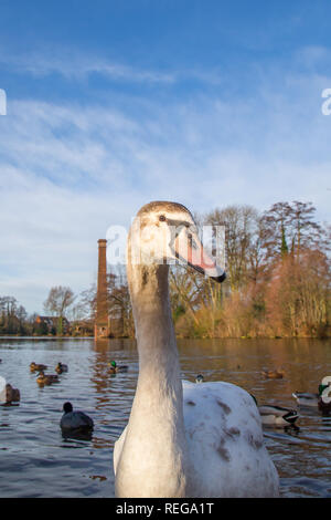 Kidderminster, UK. 22 janvier, 2019. Météo France : après le démarrage précoce très froide, le glorieux matin soleil ici est une très bonne vue pour la faune dans le Worcestershire. Credit : Lee Hudson/Alamy Live News Banque D'Images