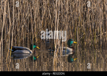 Canard colvert Anas platyrhynchos mâle vu entre les roseaux sur un lac. Banque D'Images