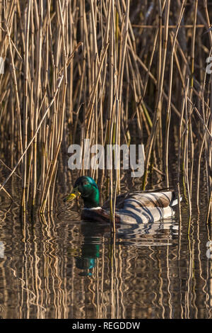 Un mâle Canard colvert Anas platyrhynchos vu entre les roseaux sur un lac. Banque D'Images