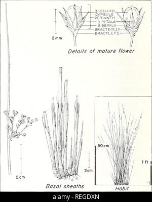 . Plantes communes de pin des marais-barbon de gamme. Écologie végétale ; graminées ; les plantes fourragères. Juncus effusus Jonc COMMUN L. var. solutus Fern. &Amp ; Wieg. Rush commun, également appelé rush rush doux et riz, pousse dans les marais, le long des rives, ou sur d'autres sites humides. Bien que les Juncus effusus L. n'est pas trouvé dans ce pays, l'espèce est représentée par plusieurs variétés. Seule variété solutus se produit dans le sud. Hauteur de la plante est en moyenne de 3 pieds, mais peuvent atteindre 6 pieds. De nombreux allers-seedstalks résultent d'une forme à gros rhizome en bouquets denses. La feuille est une gaine qui entoure le brun à seedstalk Banque D'Images