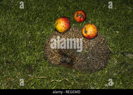 Hedgehog avec pommes sur leurs aiguilles Horizons Green grass 2019 Banque D'Images