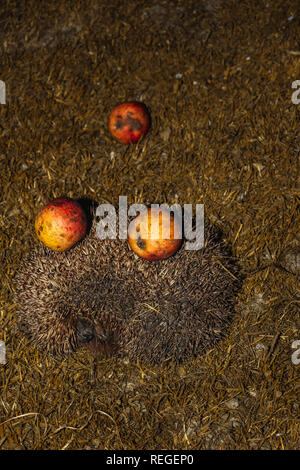 Hedgehog avec pommes sur leurs aiguilles Horizons Green grass 2019 Banque D'Images