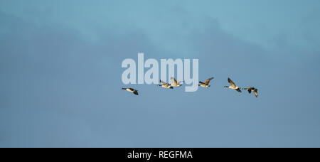 Six des Bernaches du Canada (Branta canadensis) voler dans centre arrière de droite à gauche, contre un ciel bleu Banque D'Images