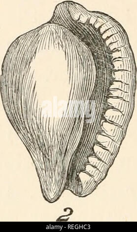 . Les produits commerciaux de la mer ; ou, Marine contributions à l'alimentation, de l'industrie et de l'art de la pêche ; les fruits de mer, produits commerciaux. . Veuillez noter que ces images sont extraites de la page numérisée des images qui peuvent avoir été retouchées numériquement pour plus de lisibilité - coloration et l'aspect de ces illustrations ne peut pas parfaitement ressembler à l'œuvre originale.. Simmonds, P. L. (Peter Lund), 1814-1897. Londres, Griffith et Farran Banque D'Images