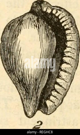 . Les produits commerciaux de la mer, ou des contributions à Marine : l'alimentation, de l'industrie et de l'art de la pêche ; les fruits de mer, produits commerciaux. . Veuillez noter que ces images sont extraites de la page numérisée des images qui peuvent avoir été retouchées numériquement pour plus de lisibilité - coloration et l'aspect de ces illustrations ne peut pas parfaitement ressembler à l'œuvre originale.. Simmonds, P. L. (Peter Lund), 1814-1897. New York : D. Appleton and Company Banque D'Images