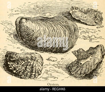 . Les produits commerciaux de la mer, ou des contributions à Marine : l'alimentation, de l'industrie et de l'art de la pêche ; les fruits de mer, produits commerciaux. 132 Les produits commerciaux de la mer. ce qui peut être trouvé dans le fanion " la zoologie." Vers 1776, les huîtres de Colchester et Rochester étaient le plus célèbre ; et une grande partie des habitants de la dernière place s'inquiètent ou soutenu par cette pêche, qui a été menée par une société libre de dragueurs, établi par prescription, mais l'objet de la société. C'est de septembre à avril, que les huîtres sont dans la plupart des demande, et pendant Banque D'Images