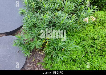 Belle Fleur, jolie petite cuphea hyssopifolia, False Violet Heather Heather Mexicain, un elfe des fleurs aux herbes avec Nerium oleander plantes dans un jardin. Banque D'Images