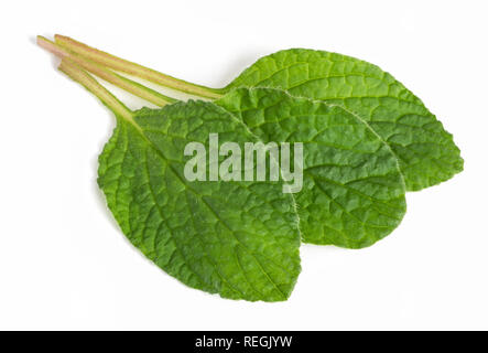 Les feuilles de bourrache (Borago officinalis) isolé sur fond blanc Banque D'Images