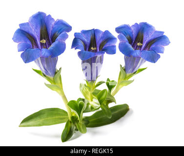 Gentiane Gentiana acaulis ) ( isolated on white Banque D'Images