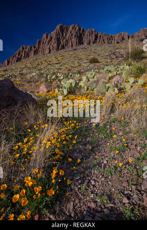 Fleurs des montagnes entourent et cactus près de Socorro, Nouveau Mexique Banque D'Images