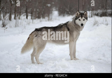 Chien de Husky femelle sibérien gris clair et blanc avec les yeux bruns debout sur la neige en face de la forêt, Canis lupus familiaris Banque D'Images