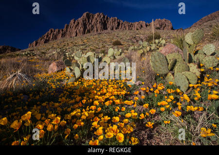 Fleurs des montagnes entourent et cactus près de Socorro, Nouveau Mexique Banque D'Images