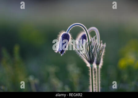 Pulsatilla fleur ou fleur de pâques en fleurs, soft fond d'herbe verte, fleurs de printemps Banque D'Images