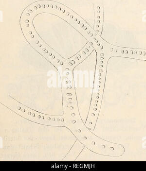 . Le Dr L. Euler's Kryptogamen-Flora von Deutschland, Österreich und der Schweiz. Les cryptogames -- Allemagne ; Autriche ; les cryptogames -- les cryptogames -- Suisse. 518- Gattung zweifelhafter Stellung- : XVII. Gattung. Ooiiiotricliuin KÃ¼tz. FadenfÃ¶rmig thalle, verzweigt¶thlich, aus rÃ-violetten oder span- grÃ¼nen Zellen bestehend, welche in einer dicken, gallertartigen. farblosen mehrreihig Scheide ein- oder Ã¼ber einander gelagert sind, bei der Reife aus der Scheide, austreten gallertartigen HÃ¼lle sich umgeben von und zu neuen FÃ¤den auswachsen. 1. (Elegaus G. Chauv.) Le Jol. Fig. 233. FÃ¤ Banque D'Images