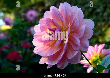 Chrysanthème rose fleurit dans la lumière du soleil, la délicate fleur officielle de Salinas, en Californie, et la fleur de Novembre Banque D'Images