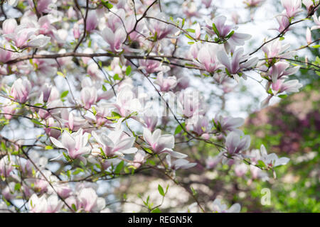 Magnolia fleurs rose au printemps sur les rameaux. Printemps nature background Banque D'Images