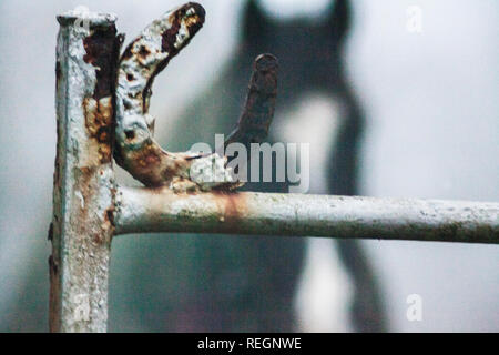 Horse Shoe sur metal gate avec cheval en arrière-plan Banque D'Images