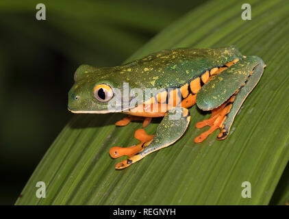 Super tiger-leg monkey tree frog (Phyllomedusa tomopterna) sur une feuille, Alajuela, Costa Rica Banque D'Images