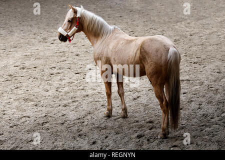 Saddle horse posant pour l'appareil photo dans le hall au cours de la formation Banque D'Images