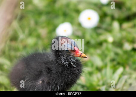 Close up d'un bébé poule d Banque D'Images