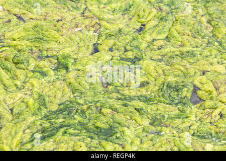 Croissance d'algues bleues sur un étang Banque D'Images