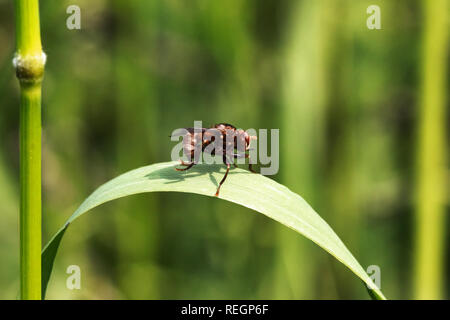 Digger wasp au repos sur une feuille Banque D'Images