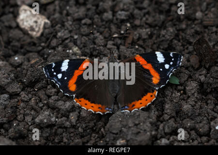 Papillon amiral rouge reposant sur le sol Banque D'Images