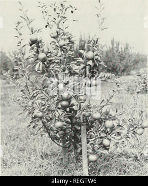 . Colombie-britannique &AMP ; Pépinière d'Okanogan Company : Automne 1952 Printemps 1953. Pépinières (Horticulture) Caroline du Sud ; des arbres fruitiers Catalogues Catalogues ; Caroline du Sud Caroline du Sud Roses arbustes à fleurs ; Catalogues Catalogues Caroline du Sud Caroline du Sud ; des arbres Les arbres d'ombre ; Catalogues Catalogues en Caroline du Sud. JT'enalchee ashitiglon ^ 7 II, LES ARBRES FRUITIERS NAINS Nous avons une très bonne offre de nain cultivé d'arbres fruitiers. Les arbres plantés au printemps ont souvent des fruits dans l'automne de l'année suivante. Ils demandent très peu d'espace. Ce n'est pas seulement amusant, mais non lucratif- capable de cultiver des nains dans votre cour jardin. La fru Banque D'Images