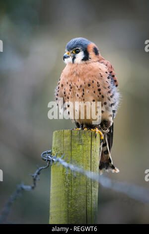 Portrait de l'homme captif Kestrel assis sur un poteau de clôture en bois Banque D'Images