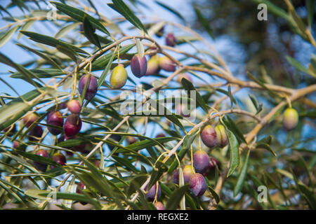 Olivier, fermer la vue des olives. Campo de Montiel, Castilla La Mancha, Espagne. Banque D'Images